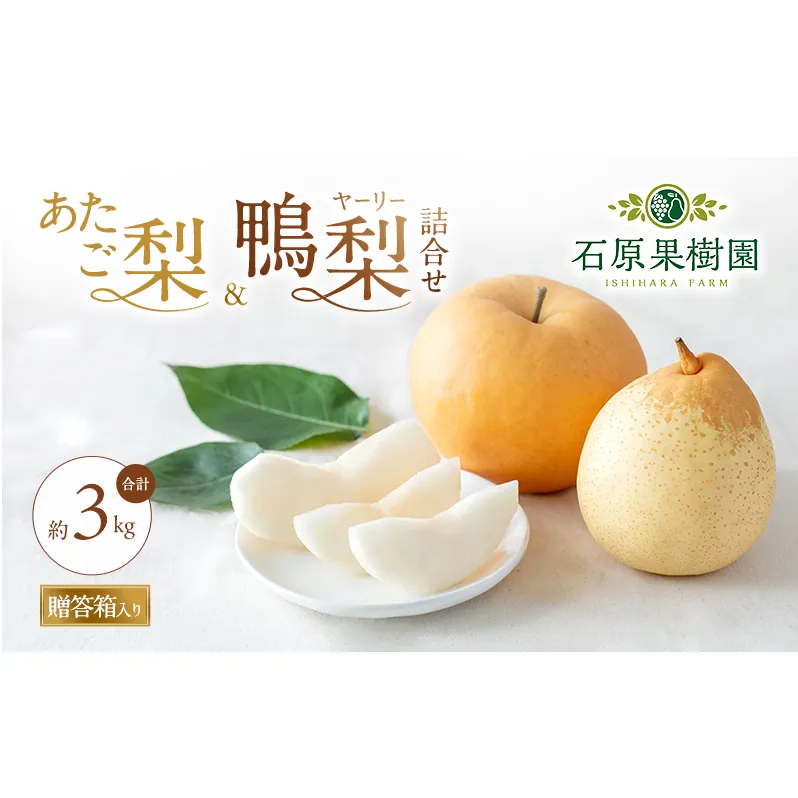 梨 2026年 先行予約 あたご梨・鴨梨（ヤーリー）詰合せ 合計約3kg あたご1～3玉 鴨梨3～5玉 贈答箱【11月下旬～12月中旬頃発送】 ナシ なし 岡山県産 国産 フルーツ 果物 ギフト 石原果樹園 食べ比べ 