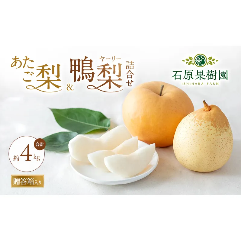 梨 2026年 先行予約 あたご梨・鴨梨（ヤーリー）詰合せ 合計約4kg あたご2～3玉 鴨梨3～7玉 贈答箱【11月下旬～12月中旬頃発送】 ナシ なし 岡山県産 国産 フルーツ 果物 ギフト 石原果樹園 食べ比べ 
