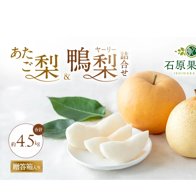 梨 2026年 先行予約 あたご梨・鴨梨（ヤーリー）詰合せ 合計約4.5kg あたご2～3玉 鴨梨3～7玉 贈答箱【11月下旬～12月中旬頃発送】 ナシ なし 岡山県産 国産 フルーツ 果物 ギフト 石原果樹園 食べ比べ