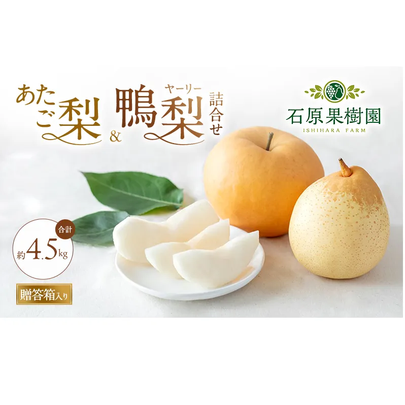 梨 2026年 先行予約 あたご梨・鴨梨(ヤーリー)詰合せ 合計約4.5kg あたご2~3玉 鴨梨3~7玉 贈答箱【11月下旬~12月中旬頃発送】 ナシ なし 岡山県産 国産 フルーツ 果物 ギフト 石原果樹園 食べ比べ