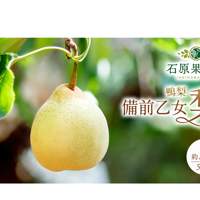 梨 2026年 先行予約 備前乙女梨（鴨梨） 5～6玉 合計約3kg【11月下旬～12月中旬頃発送】 ナシ なし 岡山県産 国産 フルーツ 果物 ギフト 石原果樹園 風味豊か 上品 希少な梨 