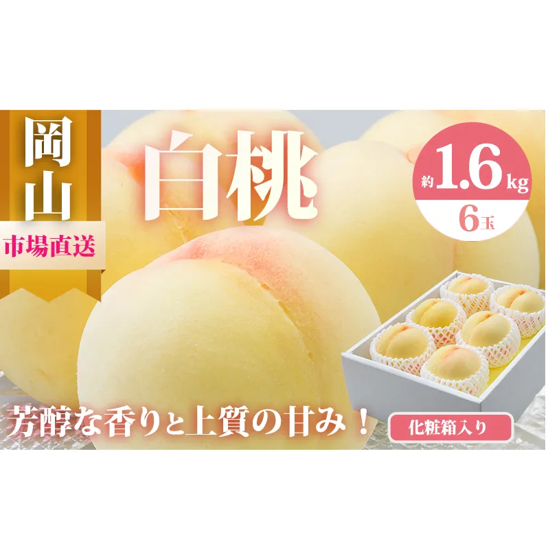 桃 2026年 先行予約 岡山 白桃 6玉（合計1.6kg以上）化粧箱入り もも モモ 岡山県産 国産 フルーツ 果物 ギフト