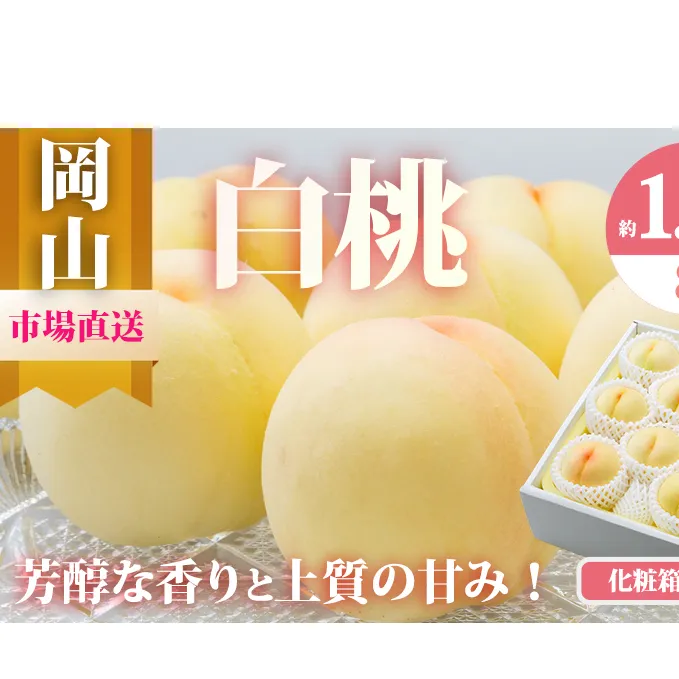 桃 2026年 先行予約 岡山 白桃 8玉（合計1.7kg以上）化粧箱入り もも モモ 岡山県産 国産 フルーツ 果物 ギフト