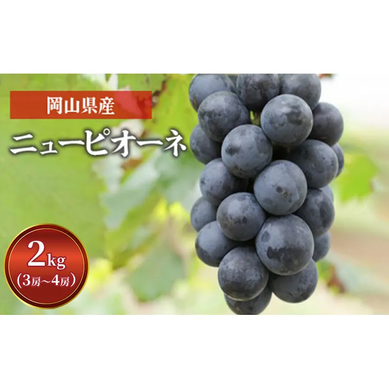 ぶどう ニュー ピオーネ 2kg  3房～4房 1房 約500g～600g 葡萄 フルーツ 岡山 高梁市産 赤迫農園 2026年 先行予約