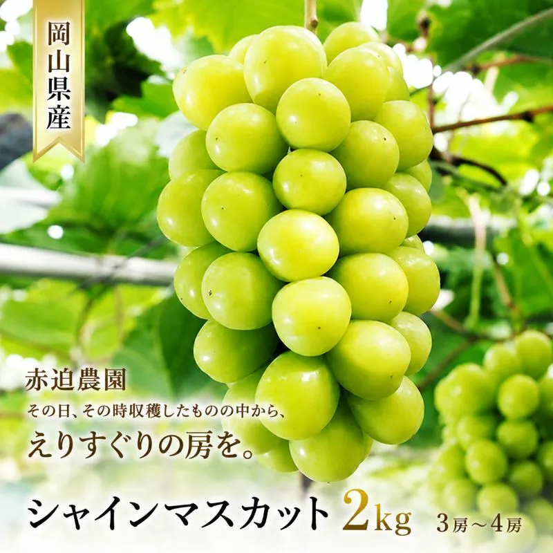 ぶどう シャインマスカット 2kg  3房～4房 1房 約500g～600g 葡萄 フルーツ 岡山 高梁市産 赤迫農園 2026年 先行予約