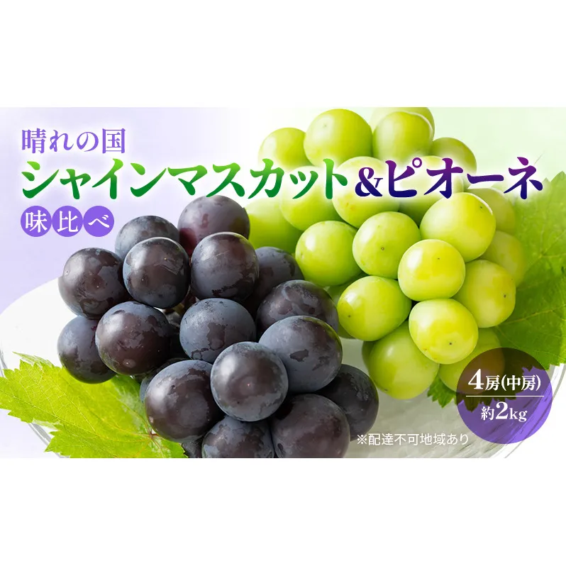 早期受付 ぶどう 晴れの国 シャインマスカット&ピオーネ 味比べ 4房（中房）化粧箱入り 岡山県 高梁市 ブドウ 葡萄 果物 フルーツ 
