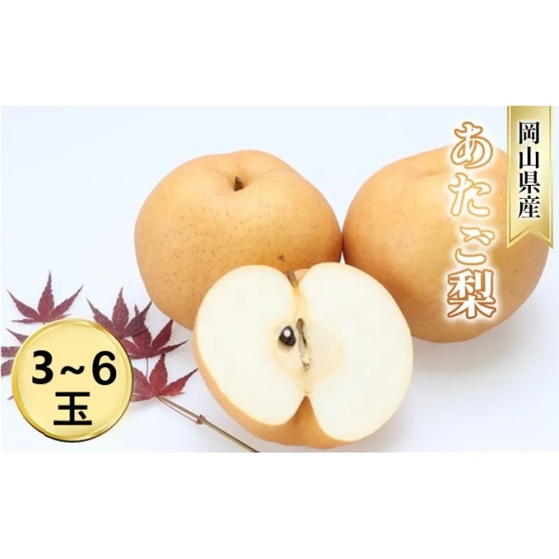 なし【2026年 先行予約】 梨 あたご梨 (3～6玉) 岡山県産 国産 フルーツ 果物 ギフト