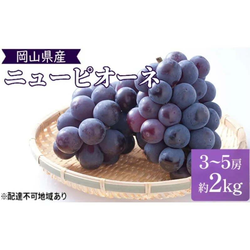 早期受付 ぶどう 晴れの国 ピオーネ 2kg（3～5房）化粧箱入り 岡山県 高梁市 ブドウ 葡萄 果物 フルーツ