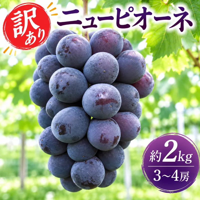 訳あり ぶどう ニューピオーネ 約2kg 3～4房 高梁市産 2027年 先行予約 化粧箱 葡萄 ブドウ ご家庭用 うめづぶどう園