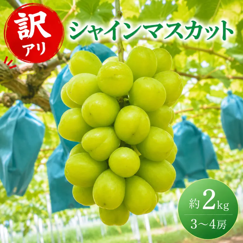 訳あり シャインマスカット 約2kg 3～4房 高梁市産 2026年 先行予約 ぶどう 化粧箱 葡萄 ブドウ うめづぶどう園