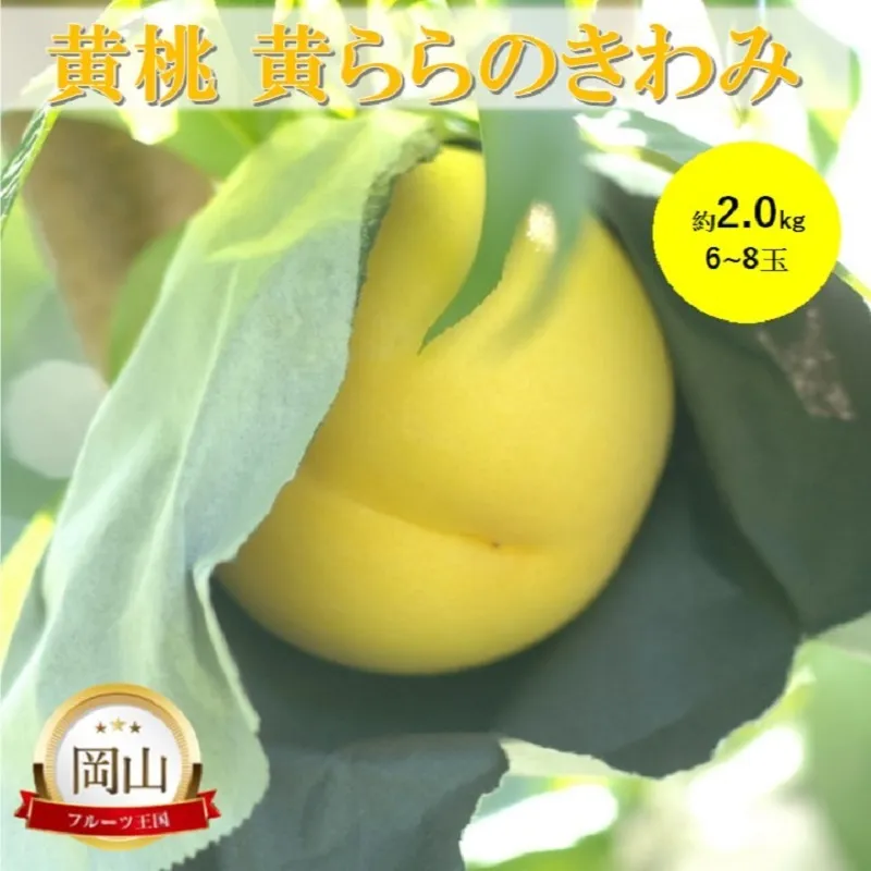 岡山県産 黄桃 黄ららのきわみ (約2.0kg) 6～8玉 桃 もも 果物 フルーツ