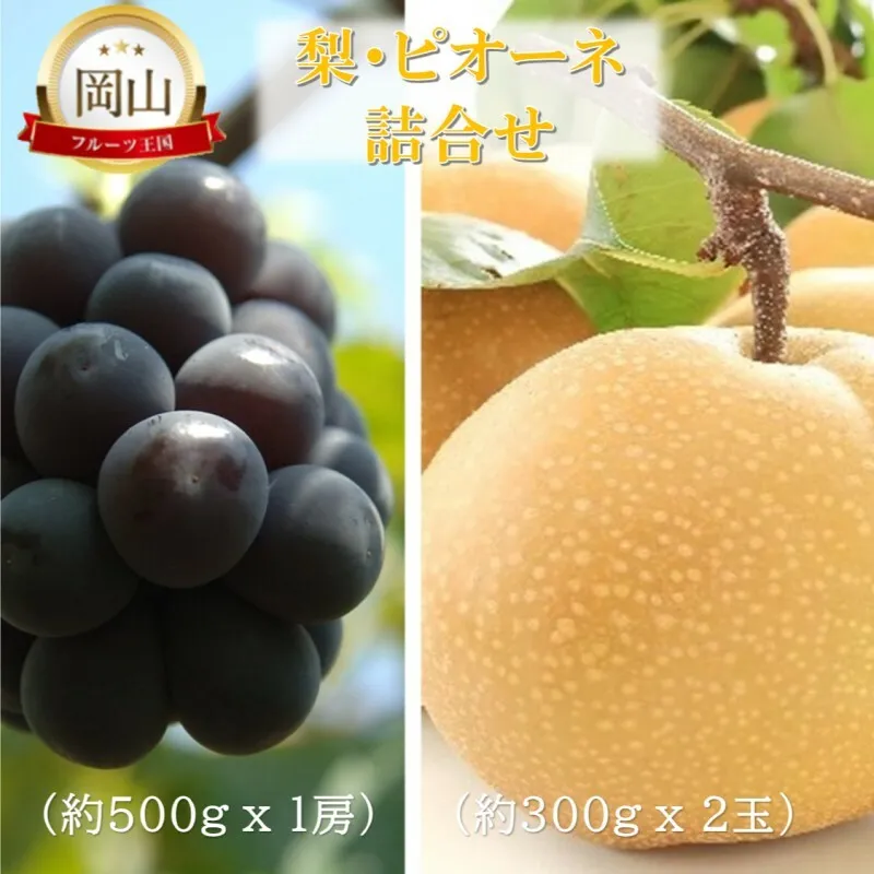 岡山県産 岡山の梨(約300g×2玉)・ピオーネ(約500g×1房) 詰合せ 梨 ピオーネ ぶどう ブドウ 葡萄 果物 フルーツ