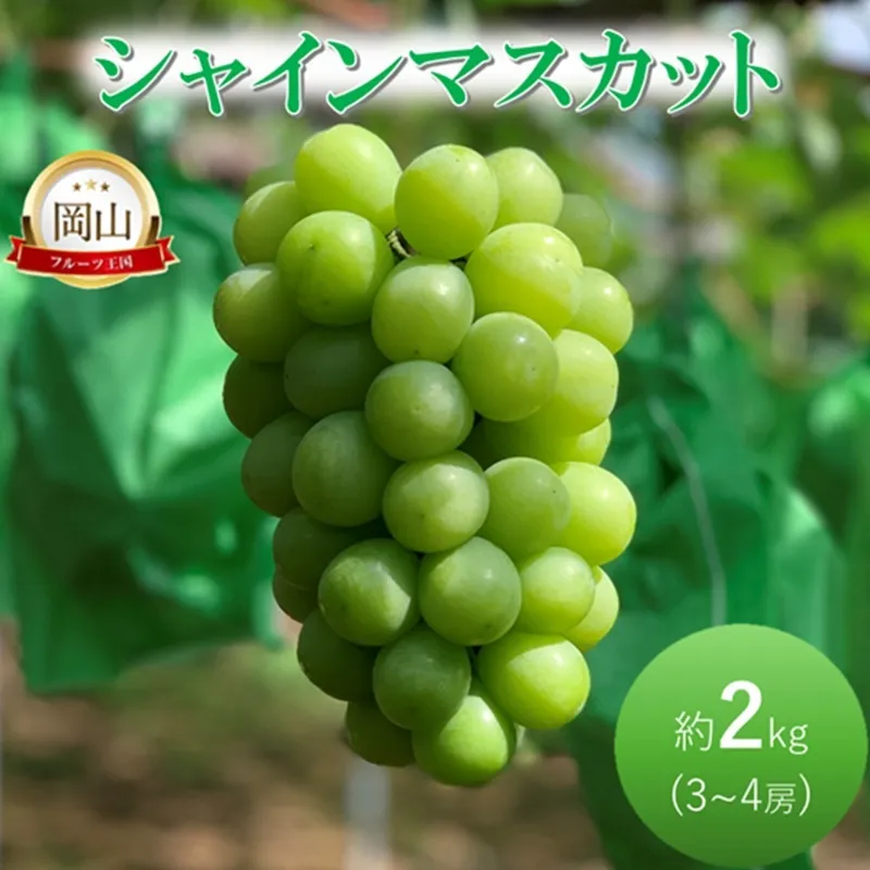 早期受付 ぶどう シャインマスカット約2kg(3〜4房) 岡山県高梁市産 岩原農園 葡萄 ブドウ