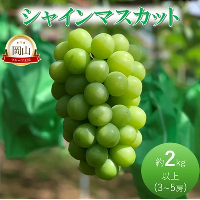 2026年 早期受付 ぶどう シャインマスカット約2kg（3～5房） 岡山県高梁市産 岩原農園 葡萄 ブドウ