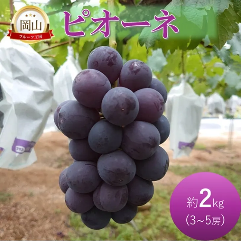早期受付 ぶどう ピオーネ 約2kg 3〜5房 岡山県高梁市産 岩原農園 葡萄 ブドウ