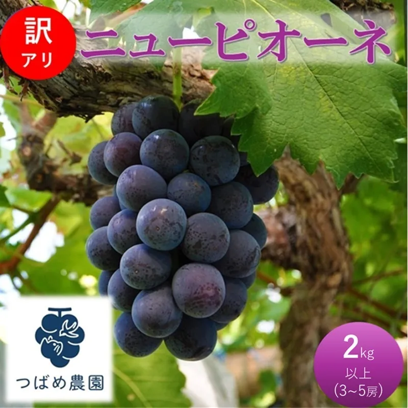 2026年 早期受付 ぶどう 訳あり ニューピオーネ 2kg以上(3～5房) 数量限定 岡山県 高梁市産