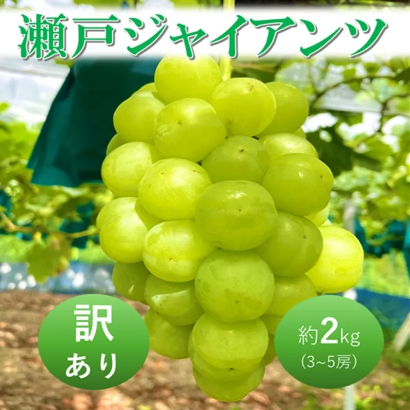 2026年 早期受付 ぶどう 瀬戸ジャイアンツ 3～5房 約2kg 岡山県高梁市産 うめづぶどう園 化粧箱入り 葡萄 ブドウ 訳あり
