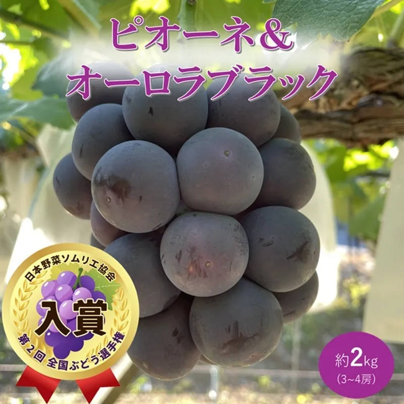 2026年 早期受付 ぶどう ピオーネ＆オーロラブラック セット 3～4房 約2kg 岡山県高梁市産 うめづぶどう園 化粧箱入り 葡萄 ブドウ