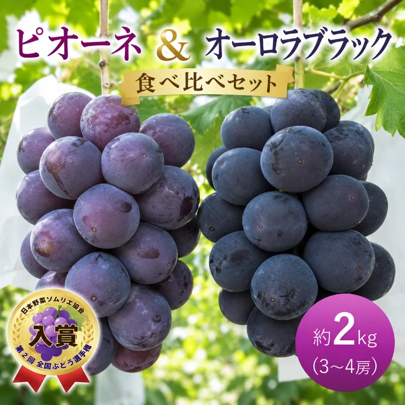 ぶどう ピオーネ オーロラブラック 約2kg 3～4房 食べ比べ セット 高梁市産 2027年 先行予約 葡萄 ブドウ うめづぶどう園