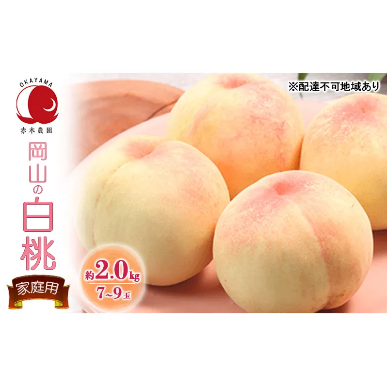 桃 2026年 先行予約 ご家庭用 岡山の白桃 約2.0kg 7～9玉 白桃 もも モモ フルーツ 果物 国産 赤木農園