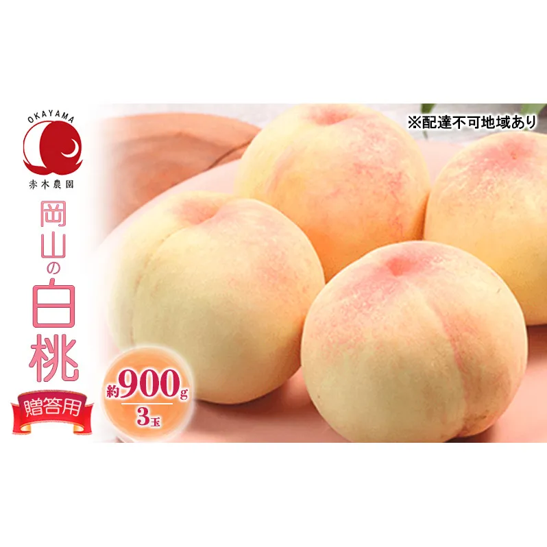 桃 2026年 先行予約 贈答用 岡山の白桃 約900g 3玉 白桃 もも モモ フルーツ 果物 国産 赤木農園