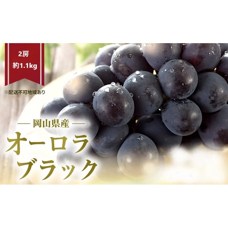 ぶどう 2026年 先行予約 オーロラブラック 2房 (約1.1kg) 化粧箱入り