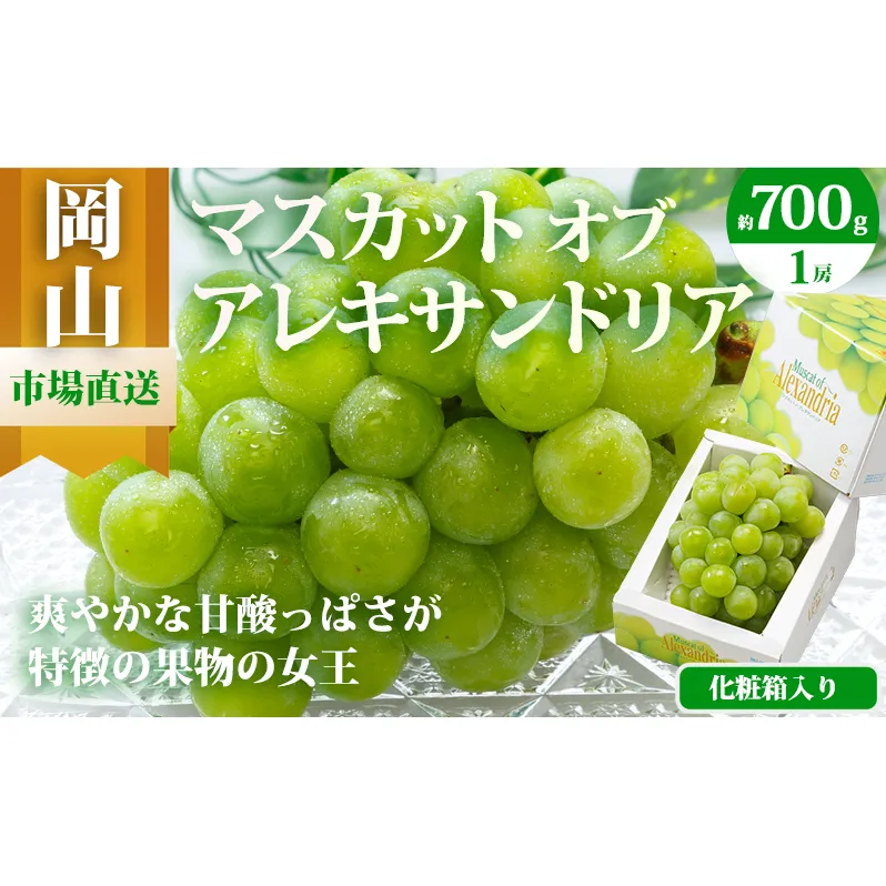 ぶどう 2026年 先行予約 マスカット・オブ・アレキサンドリア 1房 700g以上 化粧箱入り マスカット 岡山県産 国産 フルーツ 果物 ギフト 食後 デザート 上品な香り 果物の女王 さっぱり 爽やか