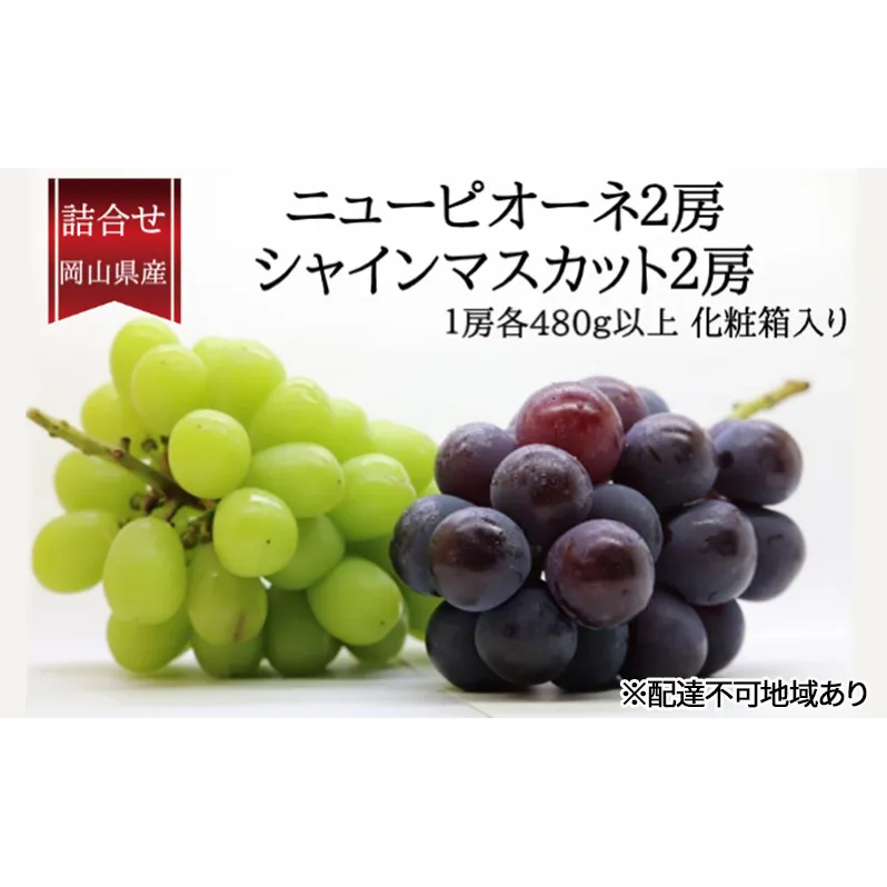 ぶどう 2026年 先行予約 詰合/ニューピオーネ2房(1房480g以上)・シャインマスカット晴王2房(1房480g以上)　化粧箱入り ブドウ 葡萄 岡山県産 国産 フルーツ 果物 ギフト