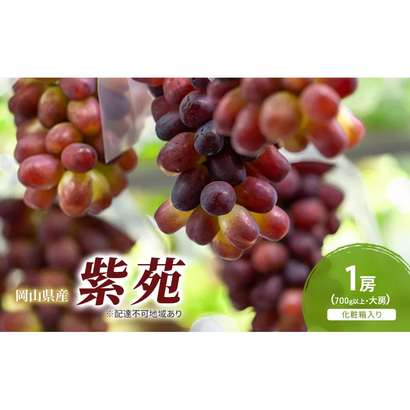 ぶどう 2026年 先行予約 紫苑 1房(700g以上) 化粧箱入り ブドウ 葡萄 岡山県産 国産 フルーツ 果物 ギフト