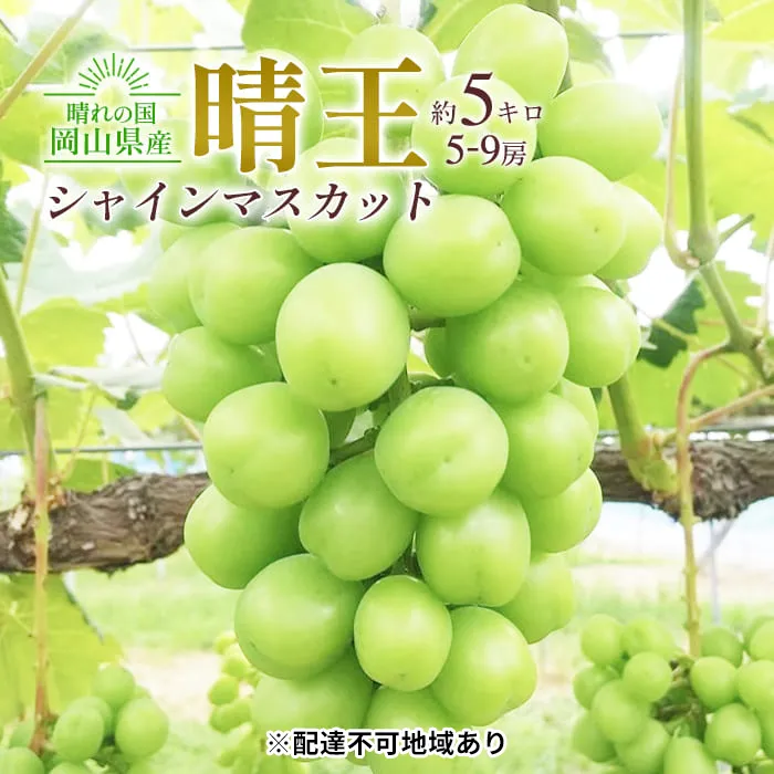 ぶどう 2026年 先行予約 シャイン マスカット 晴王 5～9房入り 合計約5kg 大粒 種無し ブドウ 葡萄 岡山県産 国産 フルーツ 果物 ギフト 橋田商店