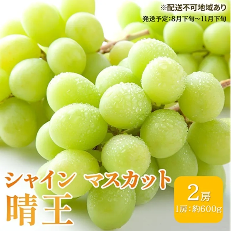 ぶどう 2026年 先行予約 シャイン マスカット 晴王 約600g×2房 ブドウ 葡萄  岡山県産 国産 フルーツ 果物 ギフト 果物類