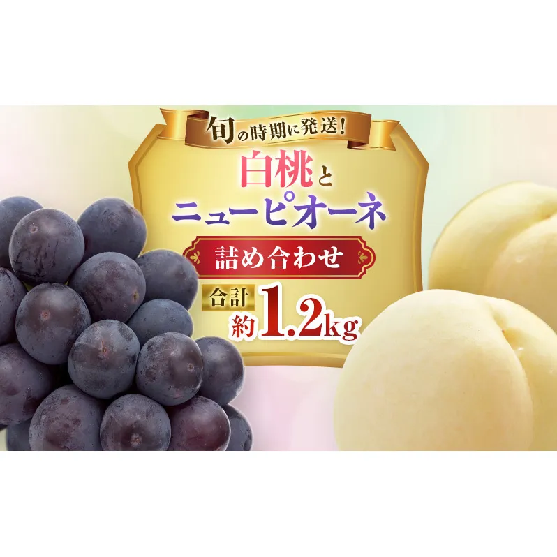 【2026年先行受付】 白桃 ニューピオーネ 約1.2kg セット 桃 2玉 ぶどう 1房 岡山県産  御中元 ギフト 御礼 プレゼント 御礼 御祝 御供 果物 くだもの フルーツ もも モモ 葡萄 ブドウ