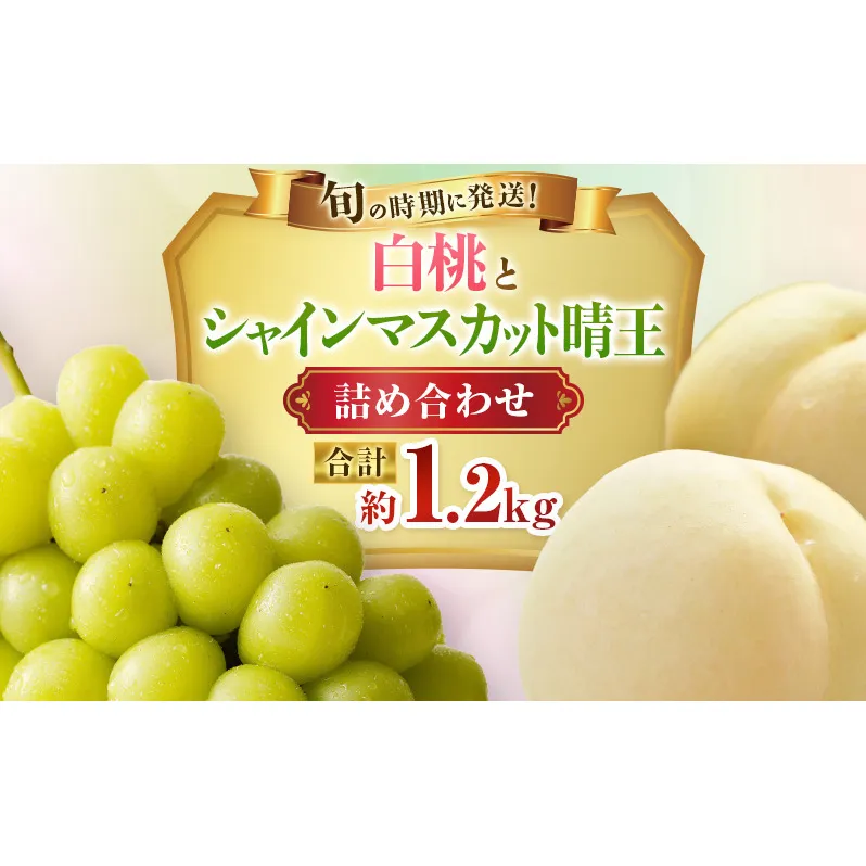 【2026年先行受付】 白桃 シャインマスカット 晴王 約1.2kg セット 桃 2玉 ぶどう 1房 岡山県産  御中元 ギフト 御礼 プレゼント 御礼 御祝 御供 果物 くだもの フルーツ もも モモ 葡萄 ブドウ