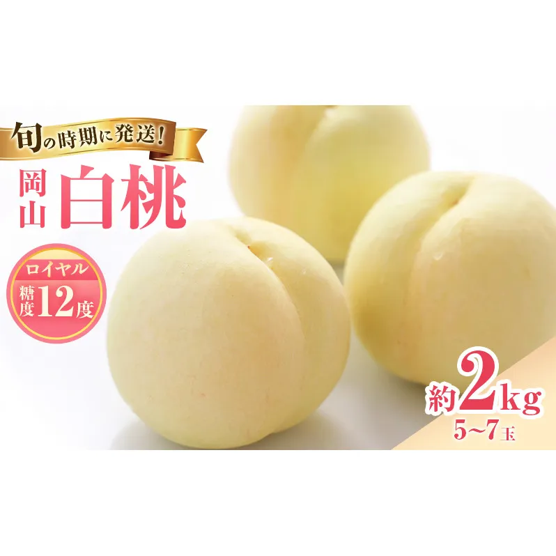 【2026年先行受付】 白桃 特秀 ロイヤル 大玉 約2kg(5～7玉) 岡山県産 桃 もも モモ 御中元 ギフト 御礼 プレゼント 御礼 御祝 御供 果物 くだもの フルーツ