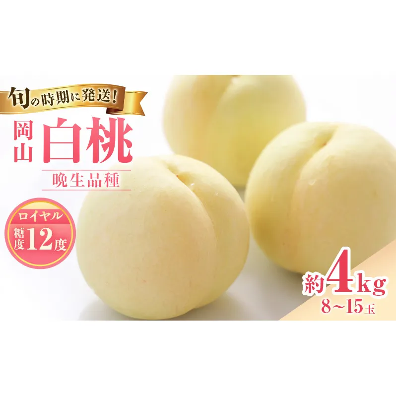 【2026年先行受付】 白桃 特秀 ロイヤル 大玉 晩生品種 約4kg(8～15玉) 岡山県産 桃 もも モモ 御中元 ギフト 御礼 プレゼント 御礼 御祝 御供 果物 くだもの フルーツ
