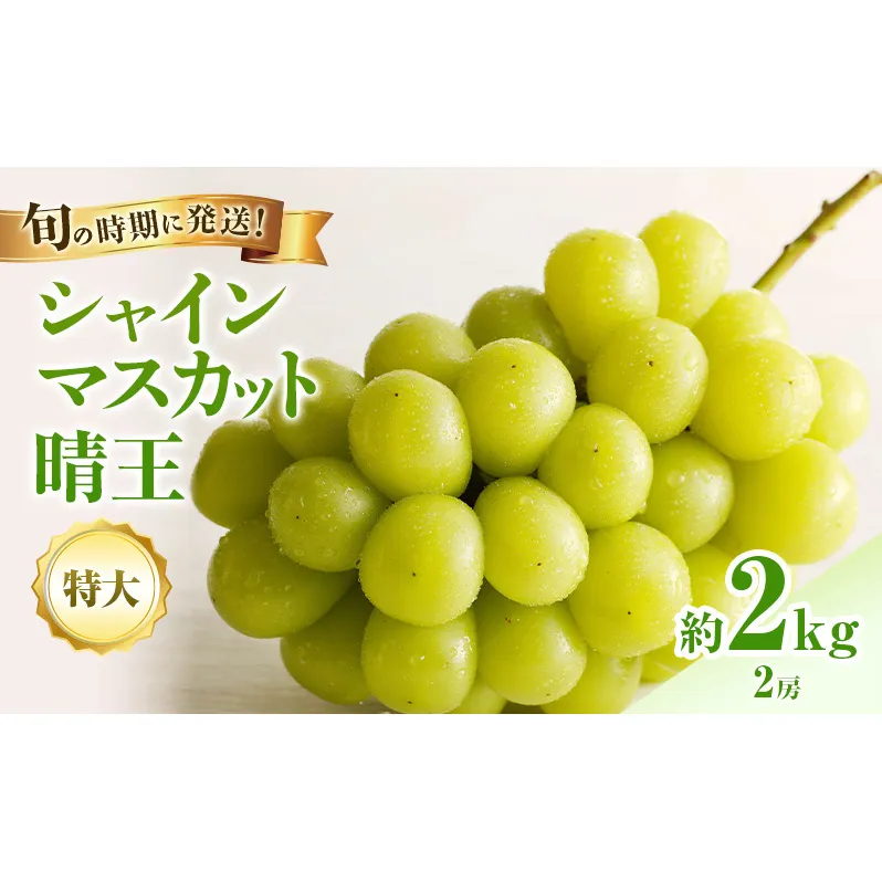 【2026年先行受付】 シャインマスカット 晴王 秀品 特大 約2kg 2房 岡山県産 ぶどう 葡萄 ブドウ ギフト 御礼 プレゼント 御礼 御祝 御供 果物 くだもの フルーツ