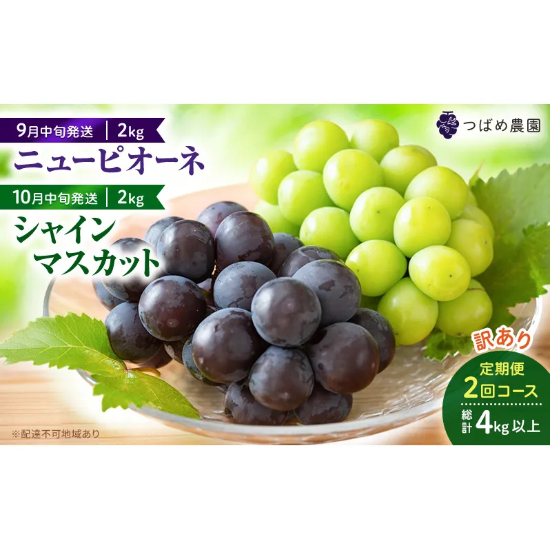 2026年 ぶどう 訳あり よくばり定期便 9月と10月の2回コース 総計 4kg 【1回目ニューピオーネ 2kg 9月中旬発送】 【2回目シャインマスカット 2kg 10月中旬発送】 岡山県高梁市産 9月10月各月発送 数量限定