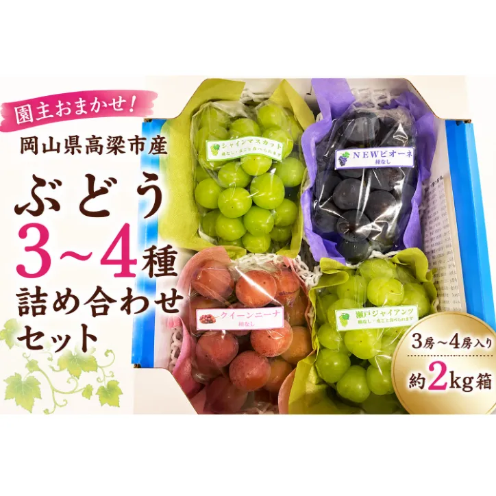 園主おまかせ！ぶどう3～4種詰め合わせセット 3房～4房入り 約2kg 化粧箱 岡山県 高梁市産