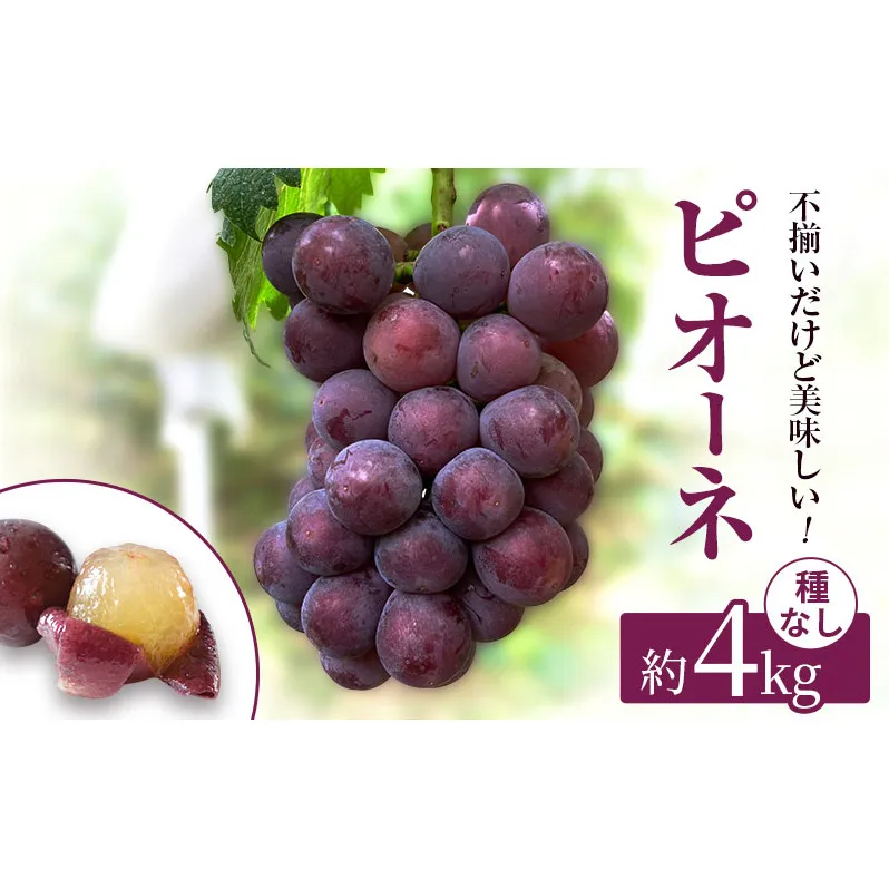 訳あり 辻葡萄園 の ニュー ピオーネ ご家庭用 満杯詰め 約4kg 岡山県産 ぶどう 葡萄 果物 フルーツ 2025年 先行予約 果物類 