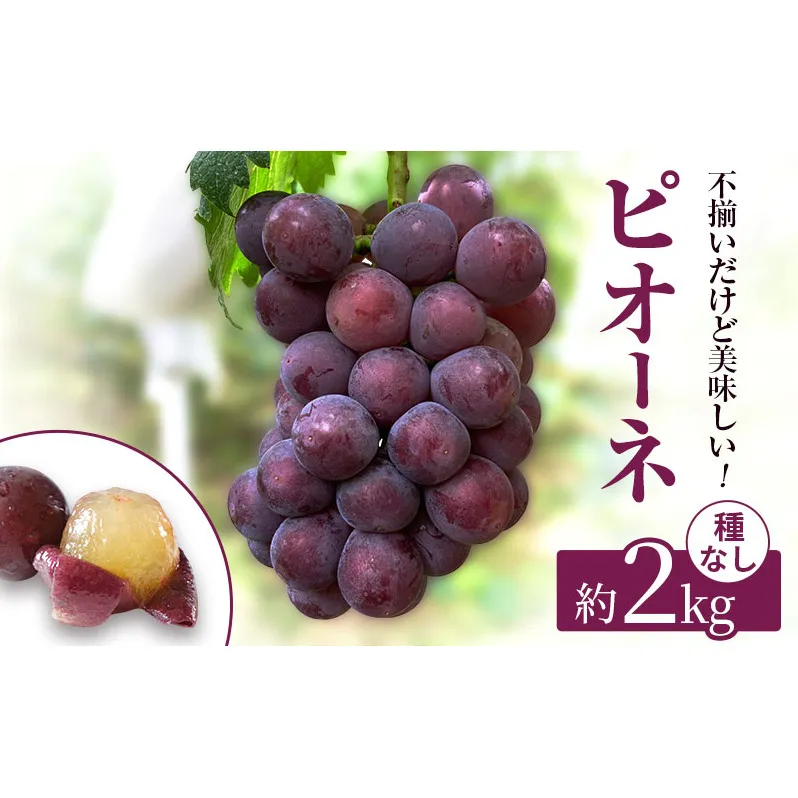 訳あり 辻葡萄園 の ピオーネ 約2kg ご家庭用 岡山県産 ぶどう 葡萄 果物 フルーツ 2026年 先行予約 果物類 数量限定