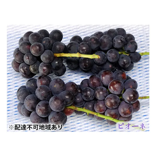 ニュー ピオーネ 3~4房 約2kg 高梁市産 2026年 先行予約 しばくらぶどう園 葡萄 フルーツ 岡山 果物