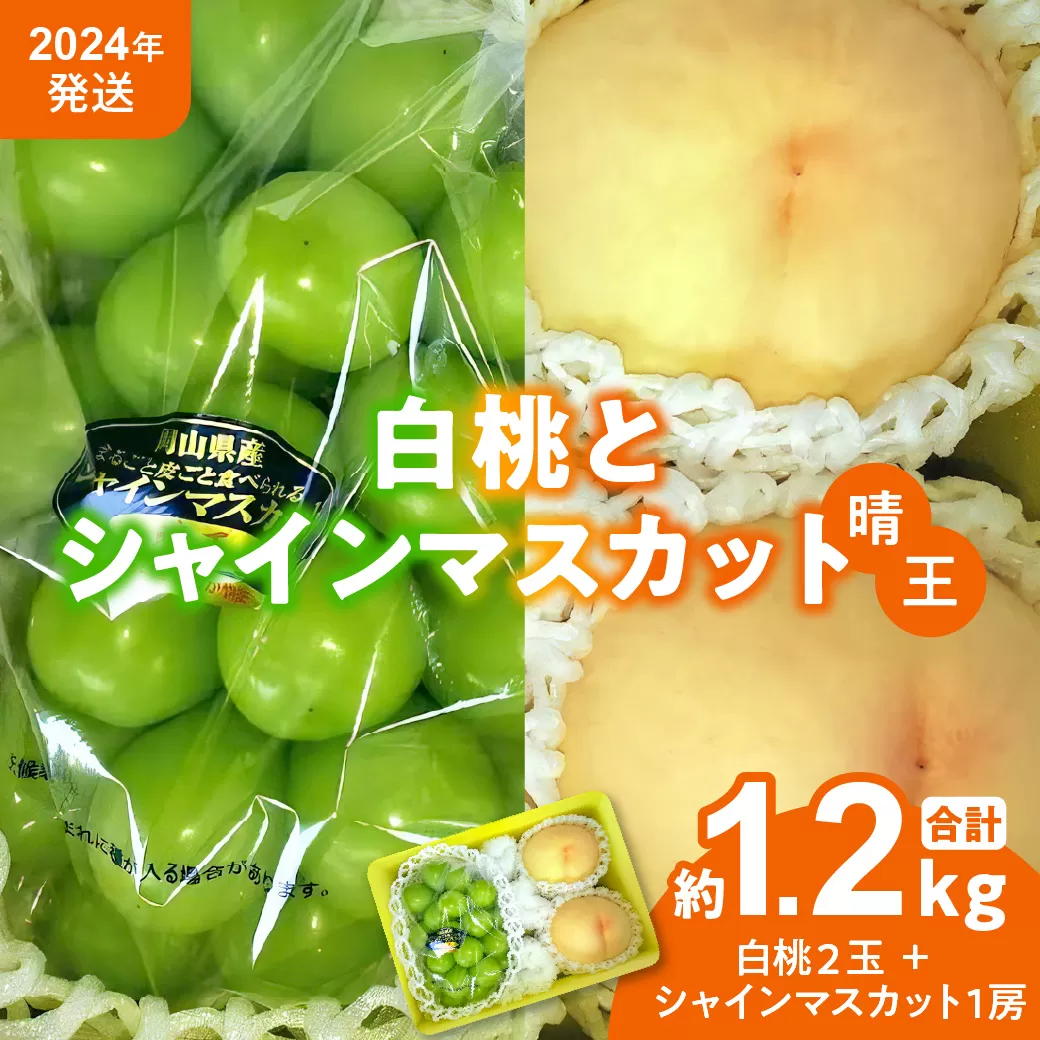 【2024年発送分 先行受付スタート！】岡山県産 白桃とシャインマスカットのセット（令和６年7月以降発送）くだもの フルーツ ぶどう 葡萄 もも
