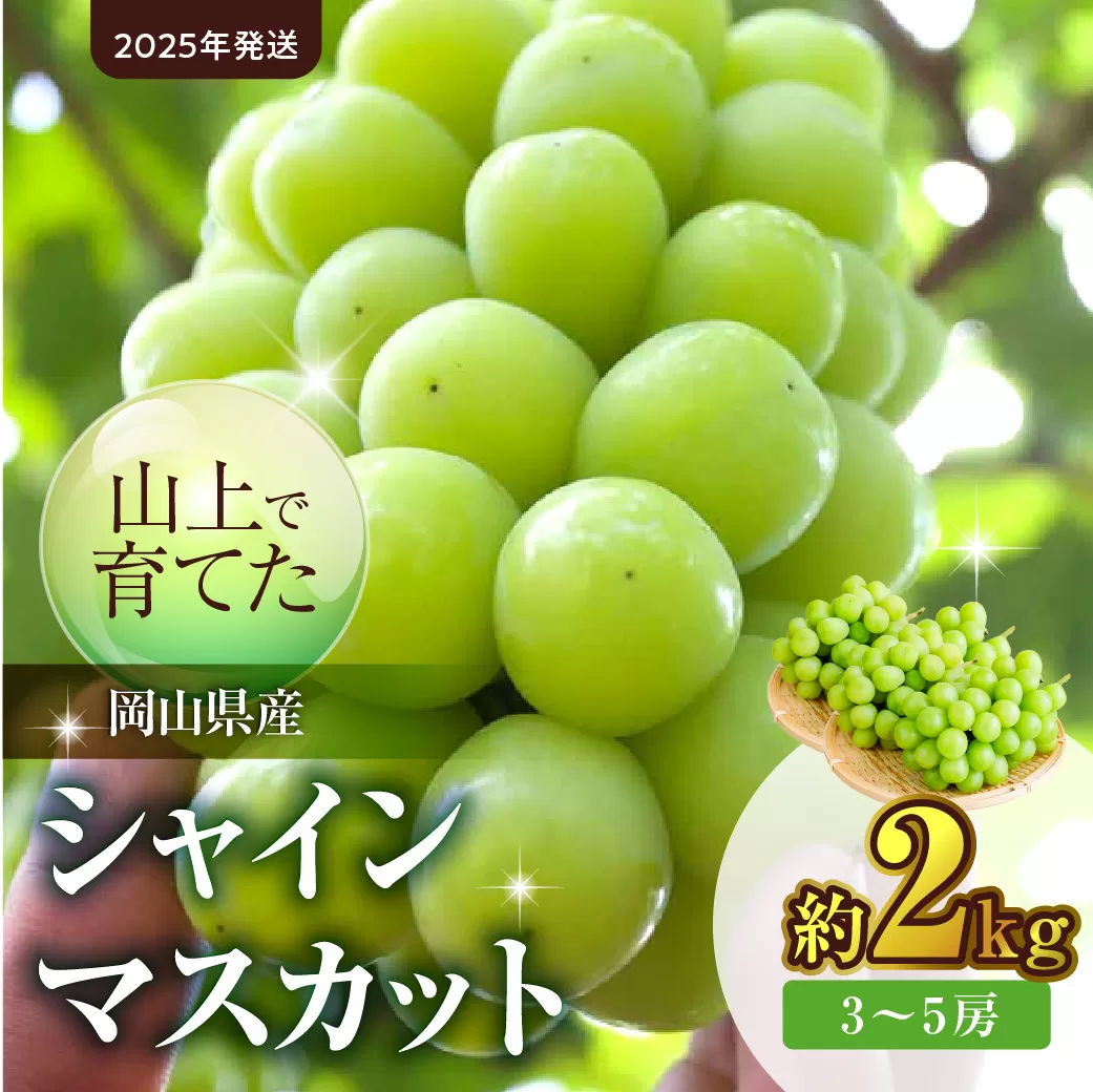 【2025年発送】山上で育てたシャインマスカット 約2kg（令和７年９月下旬～１０月下旬発送予定）【 フルーツ シャインマスカット 岡山県産 晴れの国おかやま 】