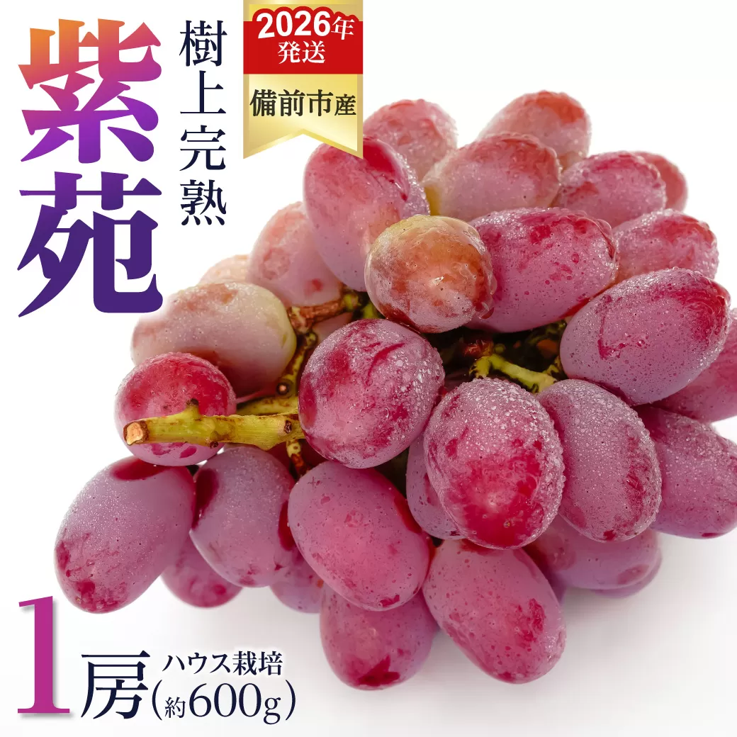 【2026年発送分　先行受付開始！】びぜん葡萄「紫苑」（ハウス栽培）1房入（令和8年10月中旬～11月下旬頃発送）【 岡山県備前市産 紫苑 ハウス栽培 1房 約600ｇ 樹上完熟 】