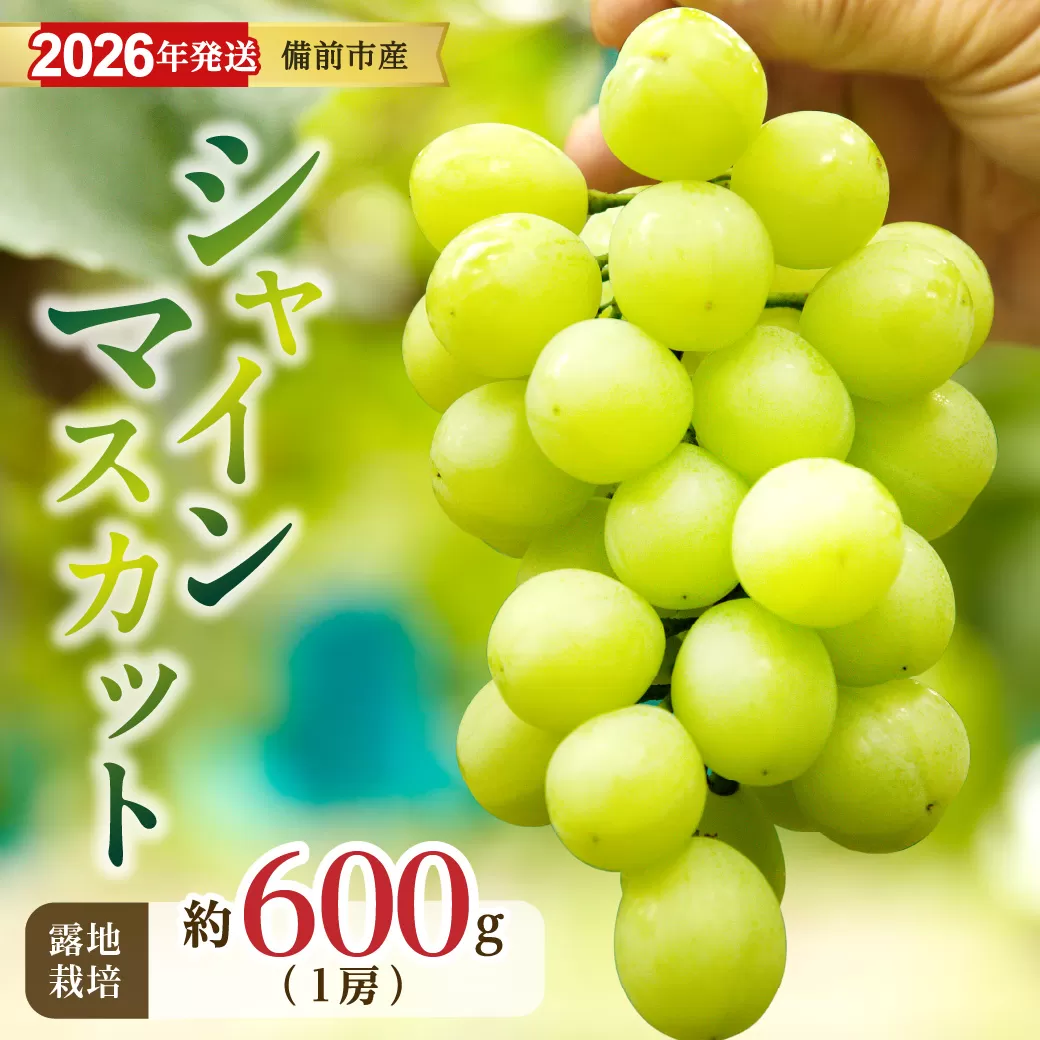 【2026年発送分 先行受付開始!】びぜん葡萄「シャインマスカット」(露地栽培)1房入(令和8年9月上旬~10月下旬頃発送)【 岡山県備前市産 シャインマスカット 露地栽培 1房 約600g前後 樹上完熟 】