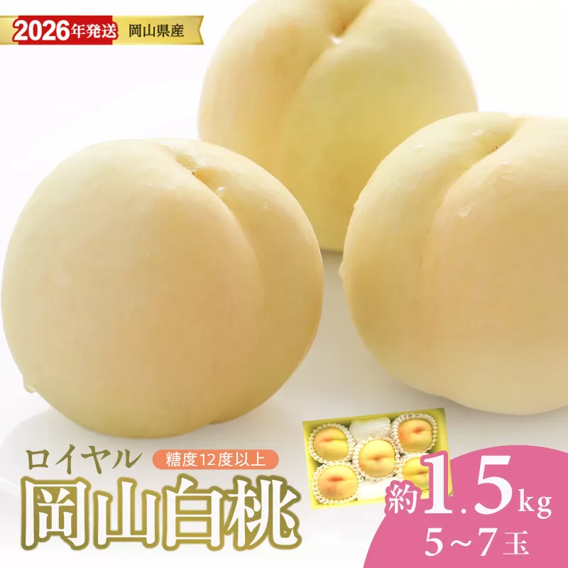 【2026年発送分 先行受付スタート！】岡山県産 白桃 最高ランク！「ロイヤル」約1.5kg（ 5〜7玉）（令和8年7月以降発送）【 白桃ロイヤル フルーツ くだもの 果物 もも 桃 モモ 岡山県産 ロイヤル 】hz-m