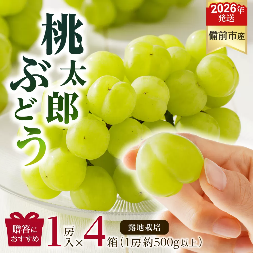【2026年発送分　先行受付開始！】びぜん葡萄「桃太郎ぶどう」（露地栽培）1房入×4箱セット（令和8年9月上旬～10月中旬頃発送）【 岡山県備前市産 桃太郎ぶどう 露地栽培 1房入×4箱セット 樹上完熟 】