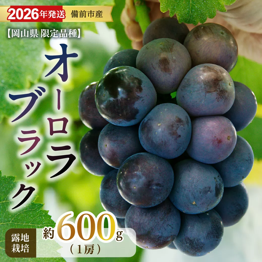【2026年発送分　先行受付開始！】びぜん葡萄「オーロラブラック」（露地栽培）1房入（令和8年8月中旬～9月中旬頃発送）【 岡山県備前市産 オーロラブラック 露地栽培 1房 約600ｇ前後 】