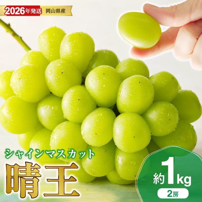 【2026年発送分 先行受付スタート！】岡山県産シャインマスカット「晴王」 秀品　約1kg（2房）（令和8年8月中旬〜10月頃発送）【 シャインマスカット 晴王 フルーツ 果物 くだもの 葡萄 ぶどう 御中元 ギフト プレゼント 御祝 岡山県産 秀品 種無し 高糖度 】hz-s
