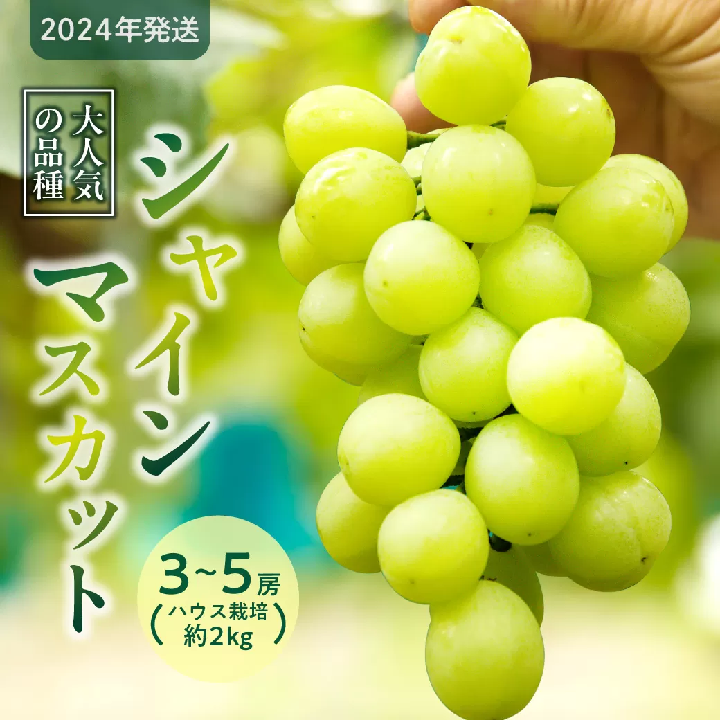 【2024年発送】岡山県備前市産　樹上完熟「シャインマスカット」（ハウス栽培）約2kg